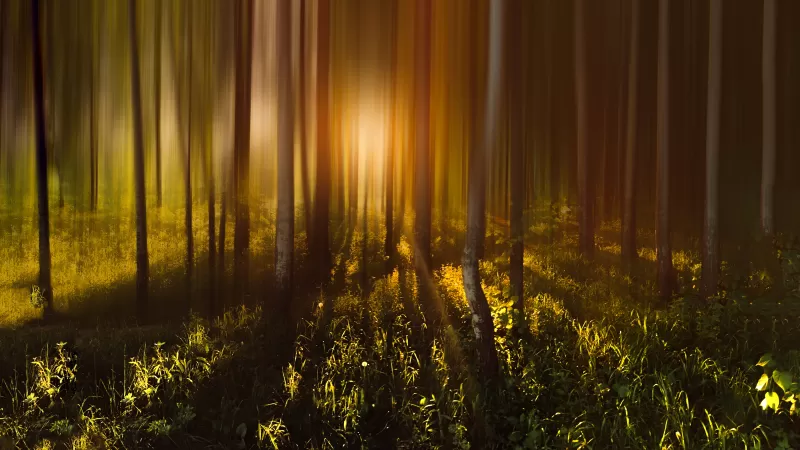 Golden forest wallpaper, Motion blur trees, Sunrise glow