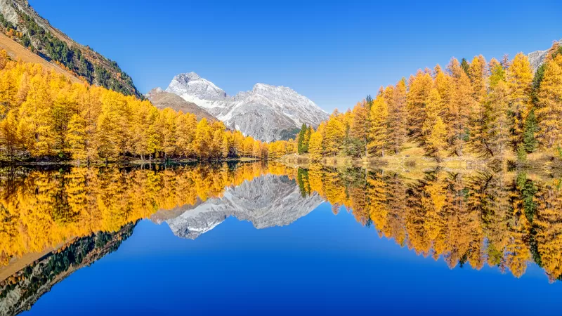 Lai da Palpuogna wallpaper, Golden larches, Mirror reflection