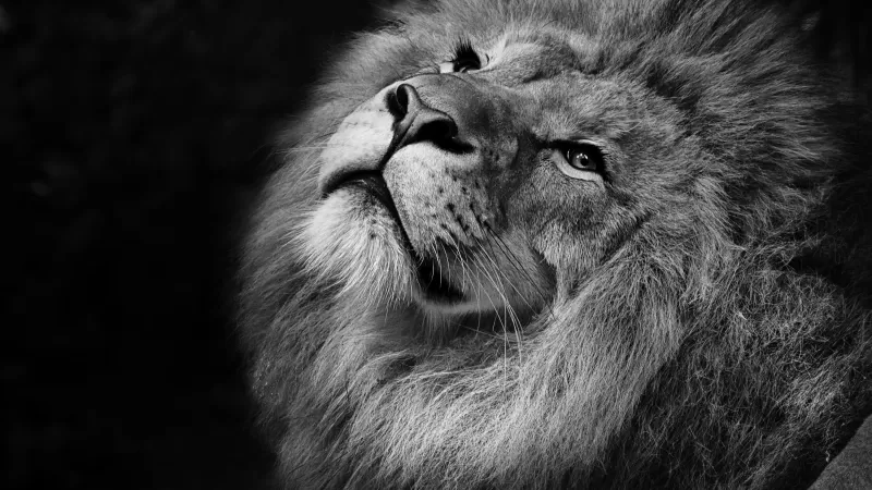 African Lion, Black background, Wild animal, Portrait, Predator, Carnivore, Grayscale, Closeup, Feline