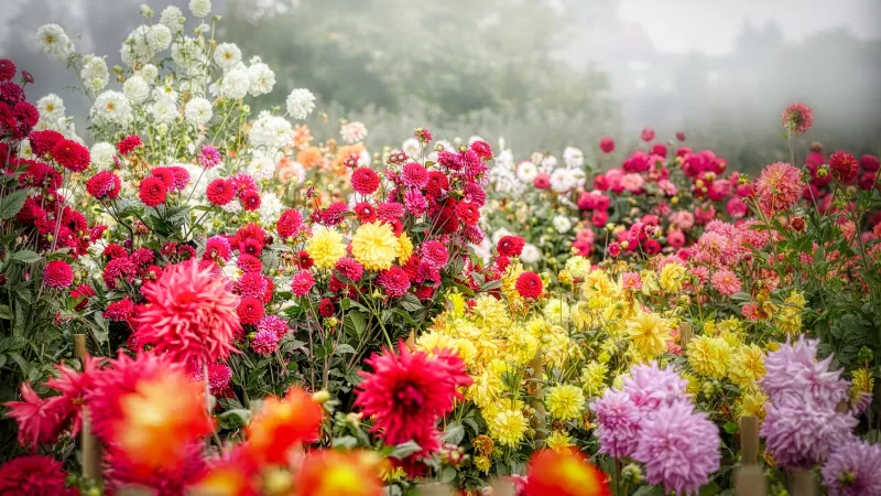 Dahila flower, Blossom, Bloom, Flower garden, Colorful, Fog, Floral Background, 5K