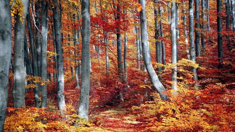 Autumn Forest, Woods, Trees, Fall, Seasons, Colourful, Foliage, Landscape, Scenery