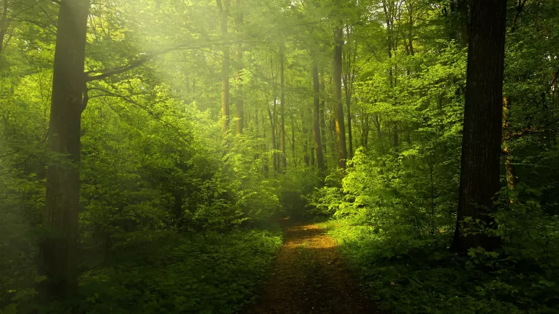 Green Forest, Woods, Trails, Pathway, Sun rays, Glade, Scenery, Landscape