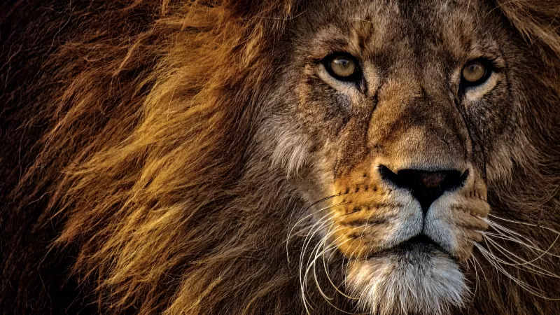 African Lion, Big cat, Dangerous, Wild animal, Portrait, Predator, Carnivore, Closeup