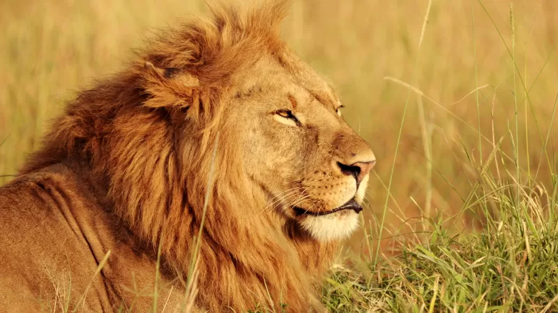 African Lion, Big cat, Predator, Wild animal, Portrait, Safari, Carnivore