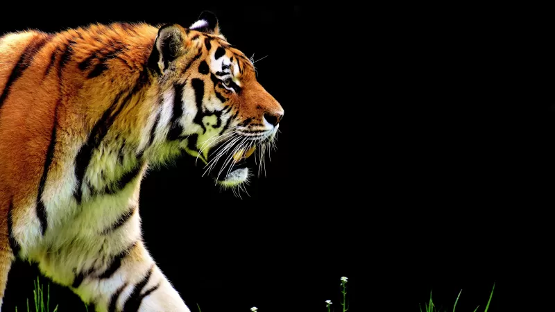 Tiger, Big cat, Black background, Fur, Predator, Carnivore, Feline, Wild animal, 5K