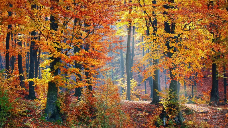 Autumn trees, Fallen Leaves, Seasons, Forest, Landscape, Scenery, Woods