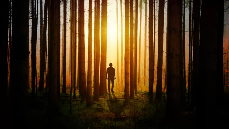 Silhouette, Aesthetic, Man, Standing, Sunset, Forest, Woods, 5K