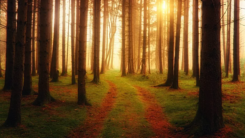 Pine forest path, Golden sunlight, Woods, 4K wallpaper