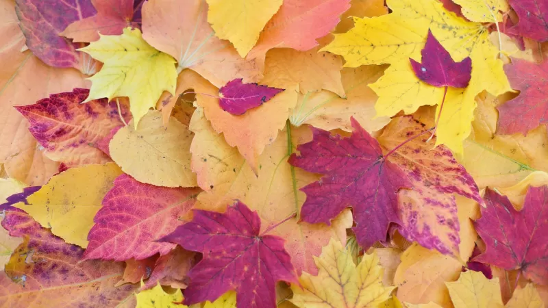 Maple leaves, Autumn Fall, Foliage, Seasons, Fallen Leaves, Colorful, Leaf Background, 5K