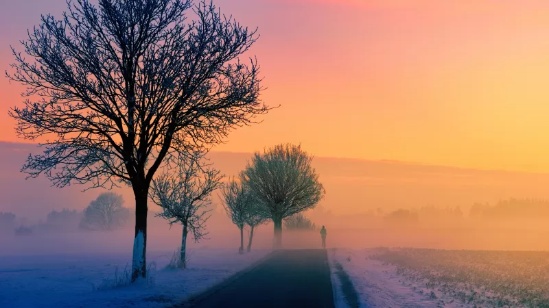 Foggy winter road wallpaper, Bare trees, Golden hour sunrise