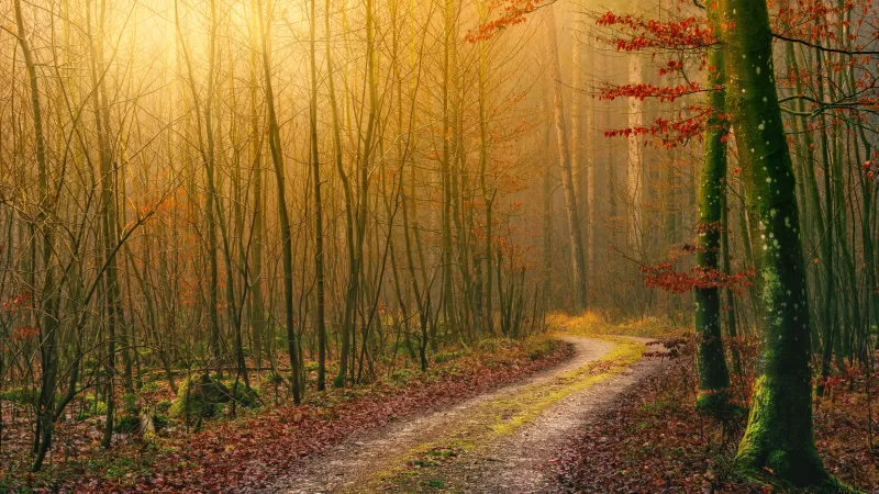 Forest, Autumn, Dirt road, Light, Atmosphere, Fall, Daytime, 5K