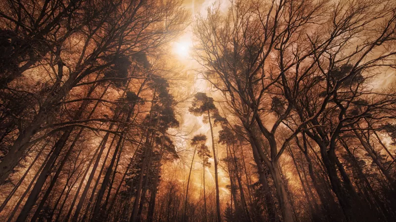 Woods, Forest, Tall Trees, Fire effect, Landscape, Digital composition, 5K