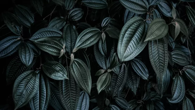 Dark green leaves, Botanical texture, Moody plants, 5K wallpaper