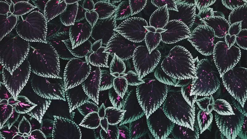 Coleus leaves wallpaper, Purple foliage, Plant pattern