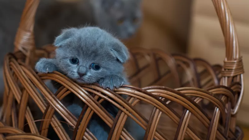 Russian Blue Kitten, Cat, Brown Basket, Pet, Kawaii, Feline, Sad, Mood, 5K
