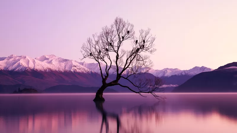 Withered Tree, Glacier mountains, Snow covered, Dusk, Mountain range, Landscape, Scenery, Long exposure, Body of Water, Reflection, 5K