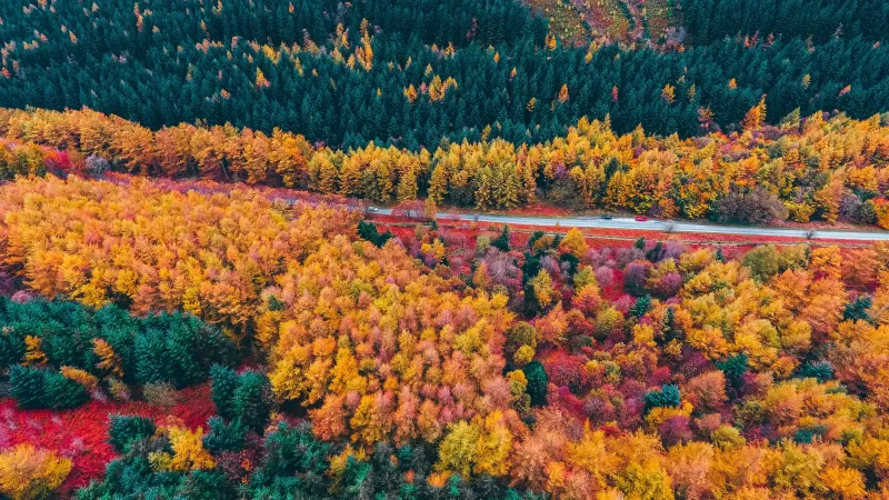 Autumn trees, Foliage, Aerial view, Forest, Colorful, Road, Countryside, Fall, Scenery, Landscape