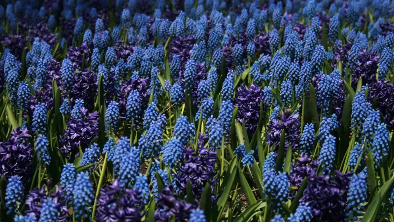 Lupine Field, Blue flowers, Floral Background, Bloom, Garden, Blossom