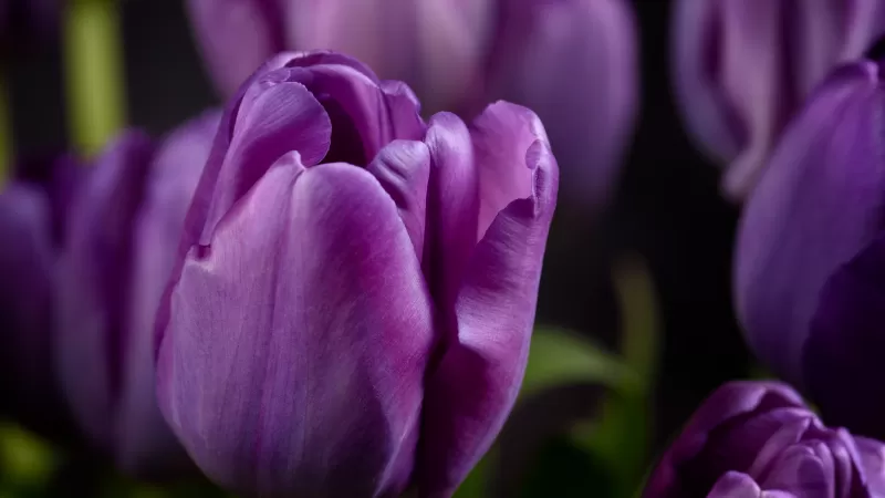Purple tulips, Closeup, Macro, Bokeh, Blossom, Bloom, Spring, Garden, Petals, 5K
