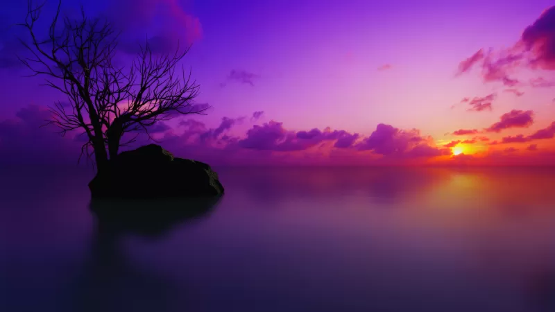 Maldives, Sunset, Lone tree, Purple sky, Clouds, Sun, Dusk, Vivid