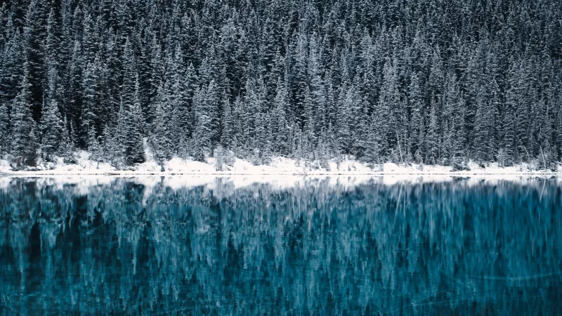 Lake Louise, Winter, Cold, Reflections, Pine trees, Frozen, Snow covered, Turquoise water, Banff National Park, Canada