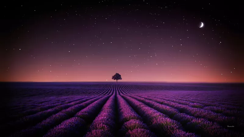 Lavender fields, Solitude Tree, Crescent Moon, Stars, Night sky, Horizon, Pattern, Landscape, Scenery, 5K