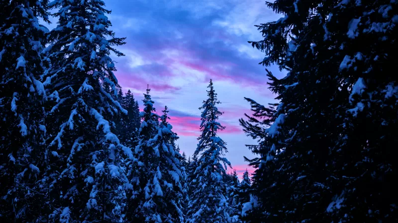 Pine trees, Snow covered, Winter, Forest, Sunset, 5K