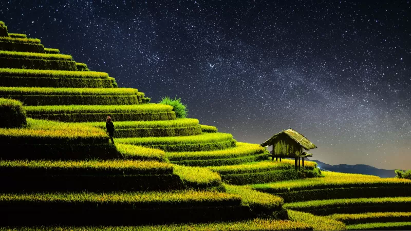 Terrace farming, Rice fields, Agriculture, Country Side, Landscape, Greenery, Paddy fields, Starry sky, Night time, 5K, 8K