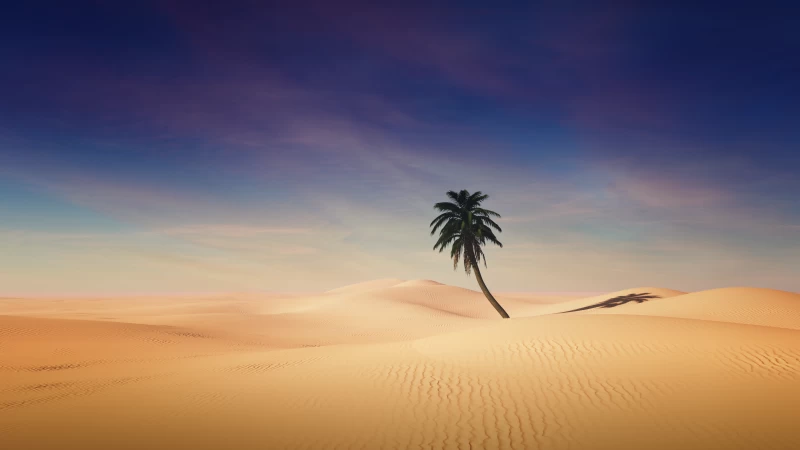 Palm tree, Desert, Sand Dunes, Clear sky, Shadow, Sunny day