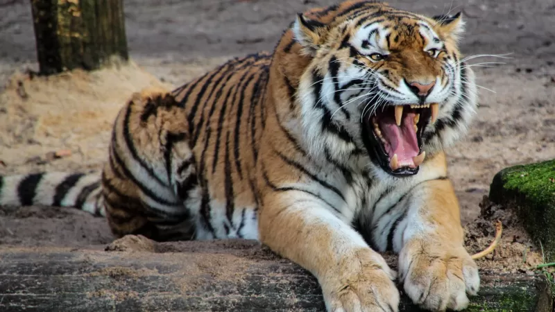 Tiger, Roaring, Big cat, Predator, Carnivore, Mammal, Wild animal, Zoo