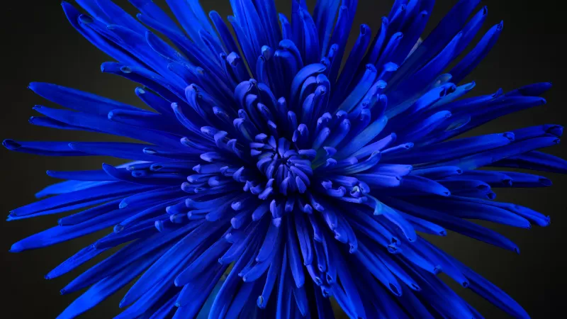 Blue flower, Chrysanthemum, Blossom, Close up, Bloom, Beautiful, 5K