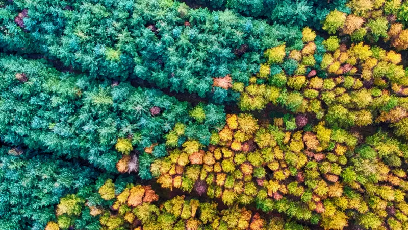 Autumn forest from above, Mamhead, Colorful treetops, HD wallpaper