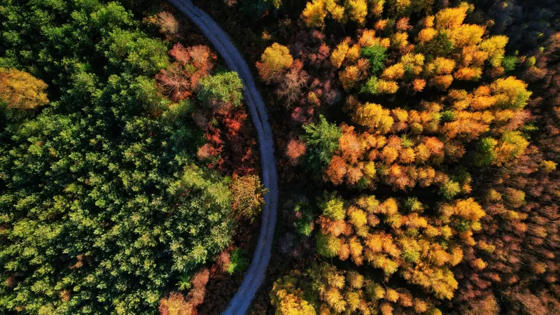 Autumn trees, Forest path, Seasons, Fall, Aerial view, Drone photo, Beauty in Nature, 5K