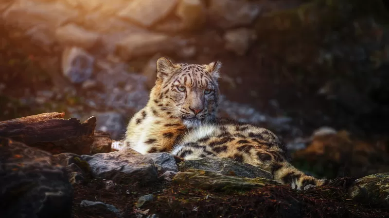 Snow leopard, Wild animal, Big cat, Portrait, Predator, Carnivore