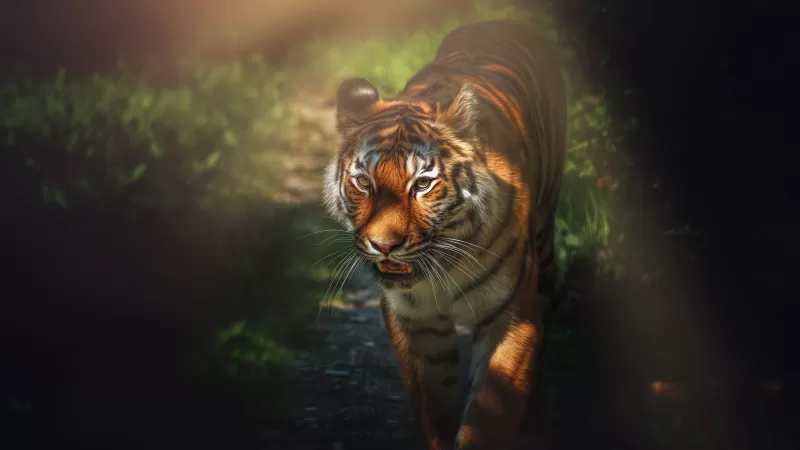 Tiger, Big cat, Wild animal, Forest, Starring, Predator, Carnivore, 5K