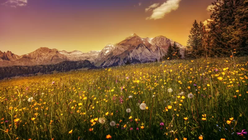 Buttercup field, Alpstein, Golden evening, 5K wallpaper