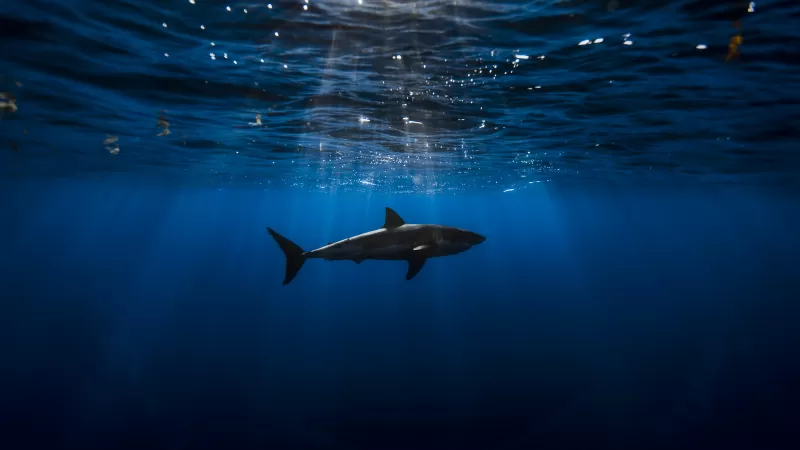Great white shark, Underwater, Blue Ocean, Sea Life, Sun light, Blue background, 5K, Shark