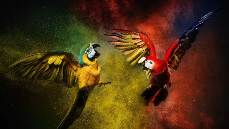 Blue-and-yellow macaw, Scarlet macaw, Colorful background, Color burst, Macaw, Girly backgrounds