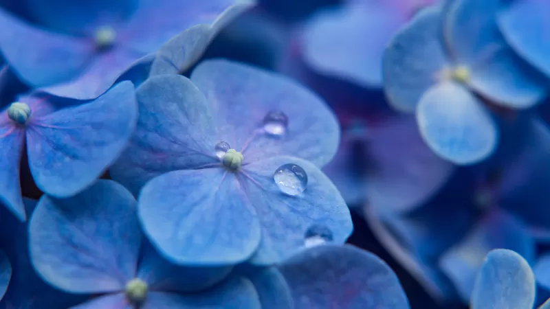 Hydrangea Flowers, Blue flowers, Blue Hydrangeas, Water droplets, Dew Drops, Blue background