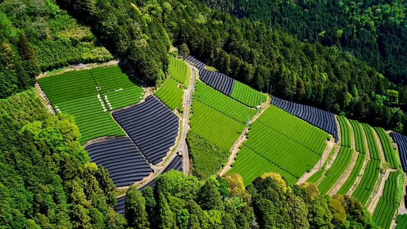 Tea form, Tea fields, Honshu Island, Japan, Aerial view, Landscape, Aerial Photography, 5K