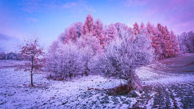 Winter forest, Trees, Landscape, Frost, Snow covered, Sunrise, Morning, Konary, Poland