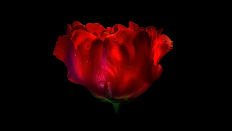 Red Rose, Red flower, Rose flower, Dew Drops, Droplets, Black background, AMOLED, 5K