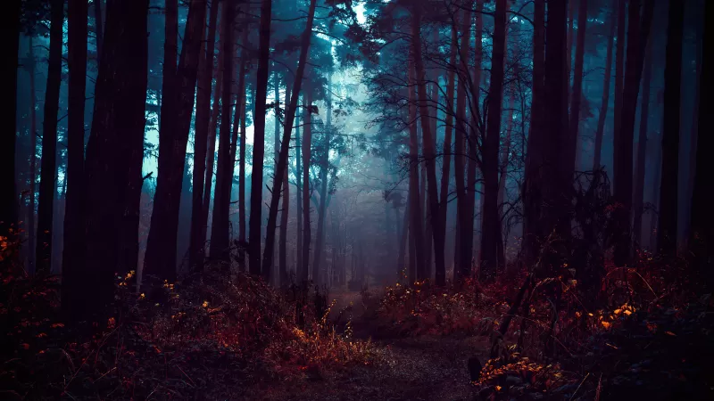 Forest, Fog, Morning, Dark, Path, Autumn Forest, Mist, Landscape