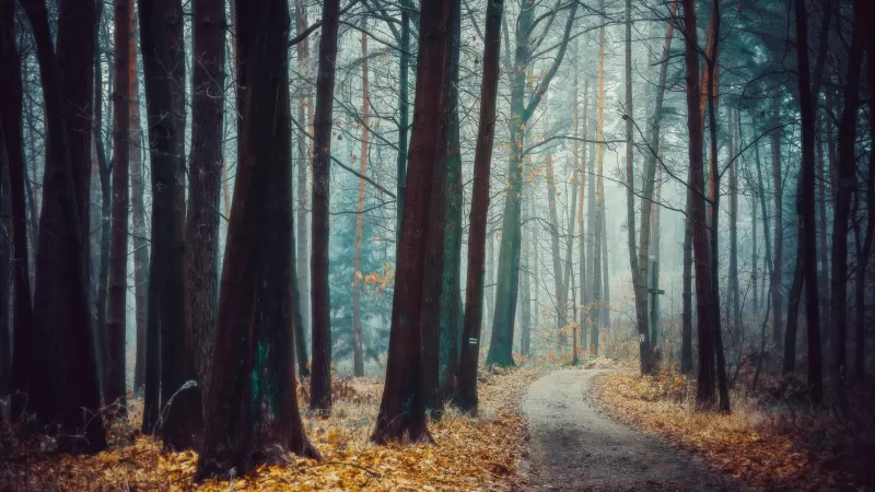 Foggy forest path, Autumn frost, Poland, 4K wallpaper