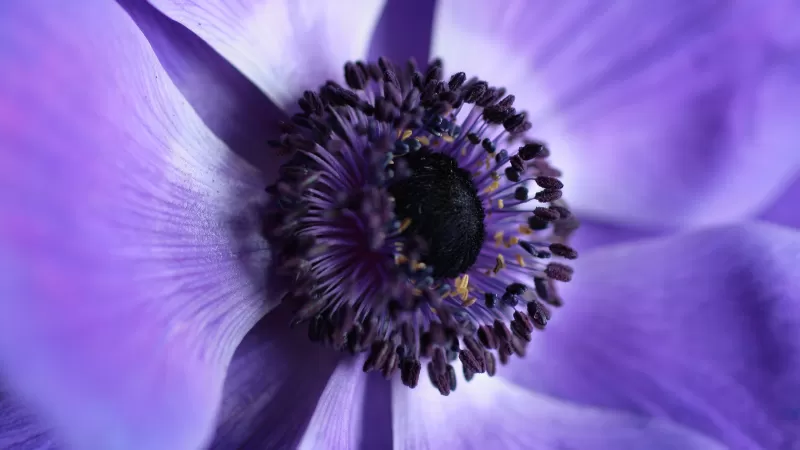 Purple Flower, 4K wallpaper, Macro, Bloom, Closeup Photography
