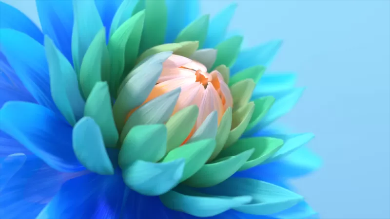 Colorful flower, Blue background, Blossom, Bloom