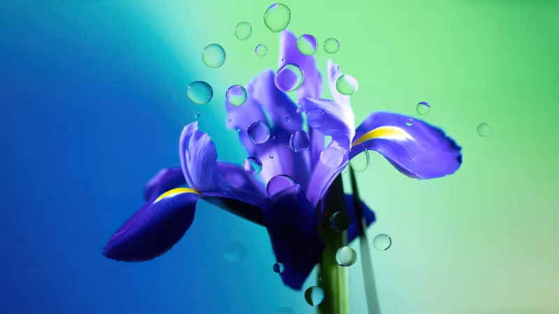 Iris flower, Purple Flower, Water droplets, Gradient background, Radiance, Aesthetic