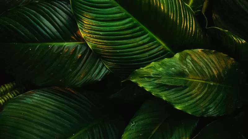 Green leaves, Plant, Tropical, 5K