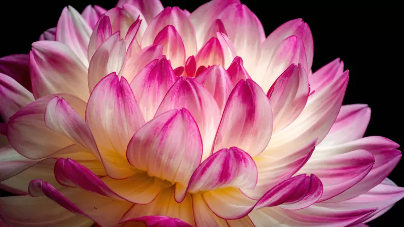 Dahlia flower, Pink flower, Pink Dahlia, 5K, 8K
