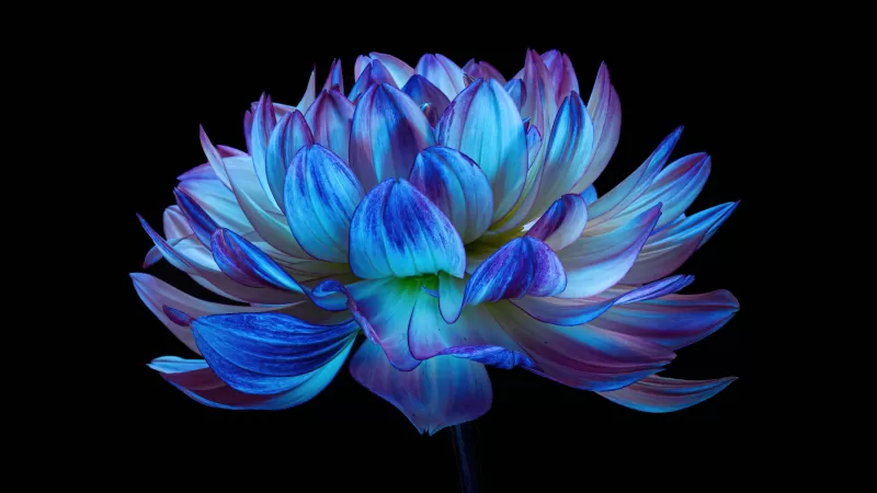 Dahlia flower, Blue flower, Blue dahlia, Black background, AMOLED, 5K